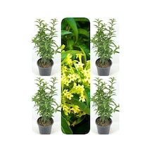 Videolu Mis Kokulu Melisa Kolanya Çiçeği 4 Adet Saksılı/ Tüplü 60-80cm Cestrum Parqui
