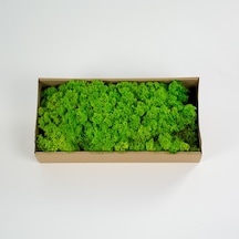 Trend Bahçe Spring Green Şoklanmış Reindermoss Teraryum Yosunu 50 G