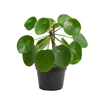 Çin Pilea Peperomioides Çin Para Ağacı - Ev Ofis Salon Iç Mekan Bitkisi