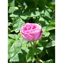 Videolu Yediveren Kokulu Pembe 10-15 Cm Saksılı 1 Adet Aşılı Gül Pink Rose