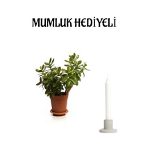 Öğretmenler Gününe Özel Parlak Yapraklı Para Çiçeği Mumluk Hediyeli