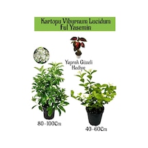 Kartopu Viburnum 1 Adet+kokulu Ful Yasemin 1 Adet+yaprak Güzeli Hediye Bahçe Bitkisi