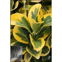 Altuni Taflan Fidanı 15-20 cm x 10 ad