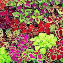 Miracle Karışık Renkli Kolyos Coleus Yaprak Güzeli Çiçeği Tohum