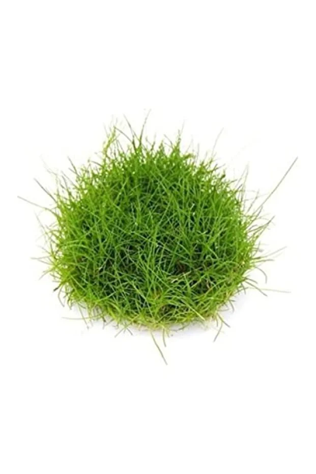 Eleocharis Parvulus In Vitro - Canlı Bitki 200cc