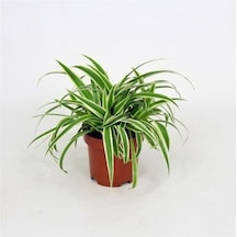 Yavrulu Kurdele Çiçeği 1 Adet Chlorophytum 10-20 Cm