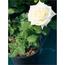 Yediveren Beyaz Renkli Yoğun Kokulu 40 60 Cm 2 Adet Aşılı Gül White Rose