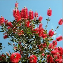Fırça Çalısı Fidanı Callistemon Leavis, 50-70 Cm Saksıda