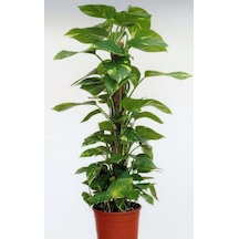 Sopalı Patos Salon Sarmaşığı 60 - 80 Cm
