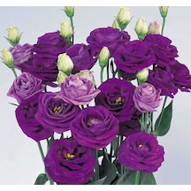 Lisianthus Çiçeği Tohumu Katmerli, Bodur Mavi Renkli 5 Tohum