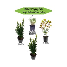 Bahçe Seti 2 Adet Yeşil Taflan+1 Adet Alev Çalısı + Hediye Lavanta