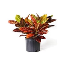 Kraton (Croton Petra) 20 - 30 cm