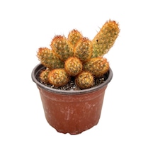 Mammillaria Elongata 'copper King' Kaktüs Ø8,5 Cm Y10-15 Cm