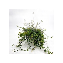 Avustralya Sarmaşığı (Muehlenbeckia) Askılı Saksıda