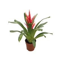 Vriesea Intenso pink - Ev Ve Ofis Bitkisi N11.2905