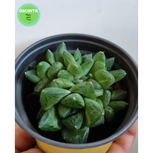 Haworthia Cymbiformis Group 1 Adet