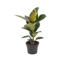 Kauçuk Çiçeği 1 Adet Saksılı 20-45cm Ficus Elastica Mini Boy Salon Çiçeği
