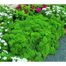 250+ Katmerli Kıvırcık Maydanoz Tohumu N113514