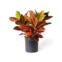 Nura Botanik Kraton Bitkisi 60 Cm Boy Croton Kroton Ev Bitkisi Ofis Bitkisi Salon Bitkisi