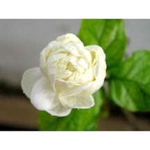 Katmerli Ful Yasemini Çiçeği Fidanı Saksılı 100 Cm-120 Cm