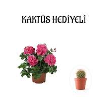 Hediyelik Pembe Sakız Sardunya Çiçeği Fidanı Sevgililer Gününe Özel Kaktüs Hediyeli