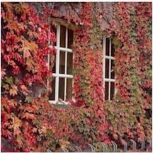 10 Adet Tohum Nadir İthal Japon Sarmaşık Tohumu Duvar Sarmaşık Hediye Tohumlu