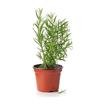 Sinek Böcek Kovucu Bitki Seti Biberiye+adaçayı+nane 10-20cm Boylarında