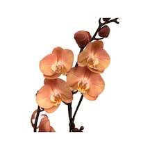 Phalaenopsis 'suki' Turuncu Orkide Ø12 Cm Y70-80 Cm Çok Renkli