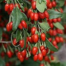 Goji Berry Kurt Üzümü Tohumu 20 Tohum