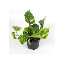 Pothos Sarmaşığı Epipremnum Pinnatum Ithal Bitki