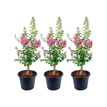 Videolu Hoş Kokulu 3 Adet Pembe Oya Ağacı Fidanı 30-65cm Tüplü\saksılı Lacebark Pine Sapling