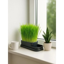 Mucit Home Topraksız Doğal Kedi Çim Yetiştirme Kabı