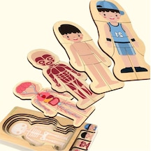 Montessori Waldorf Öğrenme Ahşap Erkek Insan Vücudu Anatomisi Puzzle