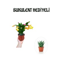 Anneler Gününe Özel Sarı Renk Yılbaşı Çiçeği-kaktüsü Sukulent Hediyeli