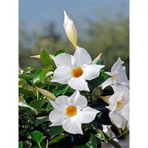 Kokulu Beyaz Mandavilla Sarmaşığı Çiçeği 3 Adet Saksılı/ Tüplü 50-70 Cm Mandavilla