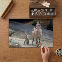 Anne Keçi Ve Yavrusu Tasarımı 240 Parça Ahşap Puzzle Ahşap Kutuda Mpy40405