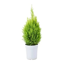 Serada Decor Plant Limon Kokulu Limoni Servi Cupressus Ev Ofis Salon Çamı 30-40 Cm