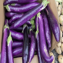 Thin Long Patlıcan Tohumu 15 Tohum 1 Paket