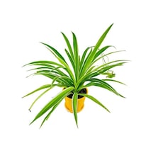 Kurdele Çiçeği Chlorophytum 15-25 Cm