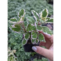 Mini Özel Tür Kokulu Benjamin Çiçeği Fidanı Saksılı 1 Adet 10-20cm