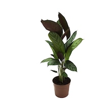 Calathea Majestica 'Exotica' (Dua Çiçeği) Ø12 CM Y30-35 CM
