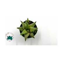 Haworthia Venosa 'Tessellata' (Sukulent) Ø5,5 CM Y0-10 CM