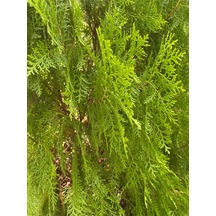 Videolu Mis Kokulu 1 Adet Limon Çamı Servi Fidanı 50-70cm Saksılı\tüplü Lemon Cypress Sapling