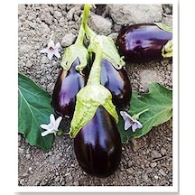 Açık Gri