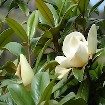 Manolya 50-75 Cm Beyaz Çiçekli