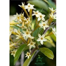 Melisa Çiçeği Fidanı Saksıda Bahçe Çiçeği 30-50cm Cestrum Nocturnum