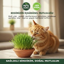 Kedi Çimi Tohumu