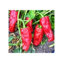 Isot Biber Tohumu - 5 Gram