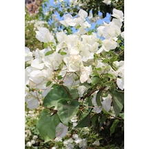 1 Adet Beyaz Renk Bodur Begonvil Çiçeği Fidanı 25-45 Cm Saksılı/tüplü Çiçekli Bodur Bitkiler Whıte Bougainvillea