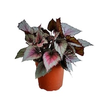 Serada Decor Plant Silver Limbo Begonya Rex - Yaprak Güzeli 20 - 40 Cm.